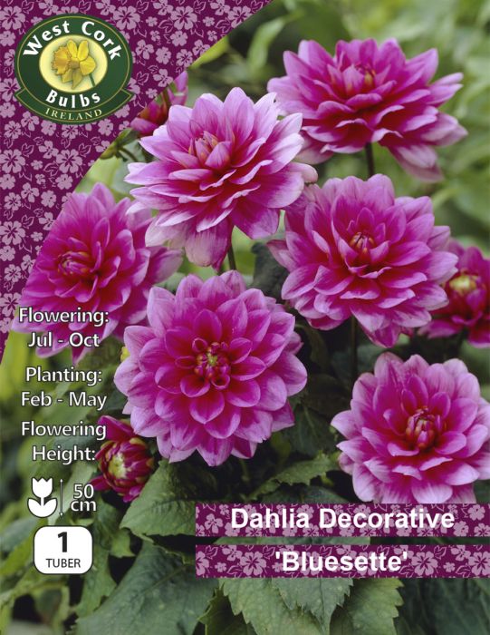 Picture of Dahlia Decorative Bluesette DDBEPP