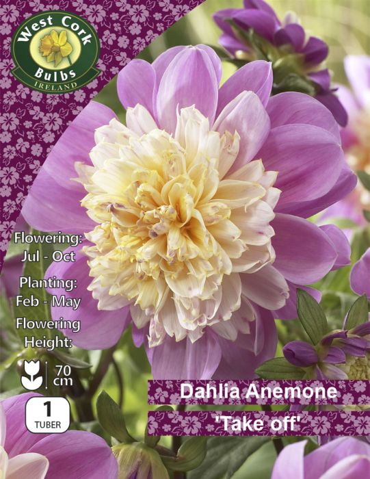 Picture of Dahlia Anemone Flow Take Off DAFTOPP