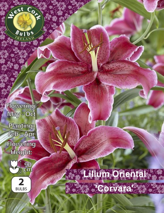 Picture of Lilium Oriental Corvara LOCAPP