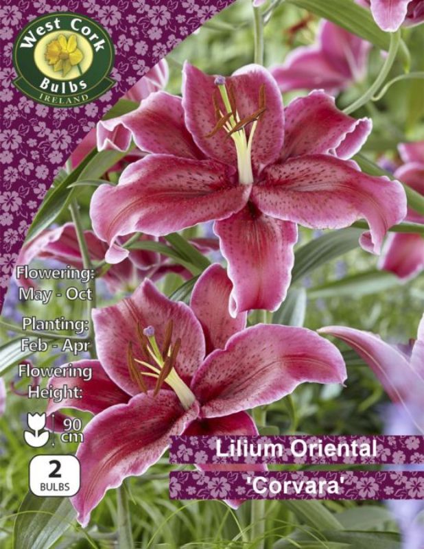 Topline Doyles.Lilium Oriental Corvara LOCAPP