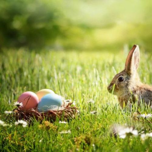 Picture for category Easter Decorations🐣