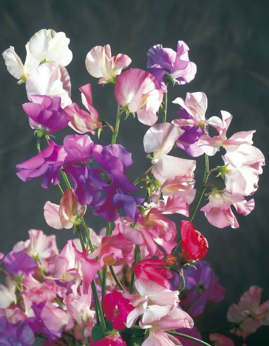 Picture of Unwins Sweet Pea Galaxy Mixed
