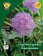 Picture of APS020 ALLIUM PURPLE SENSATION 20 BULBS