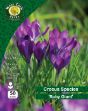 Picture of Crocus Ruby Giant 50 Bulbs