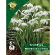 Picture of GFPPP GALANTHIS NIVALIS DOUBLE FLORE PLENO 20
