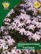 Picture of CHPGPP CHIONODOXA FORBESII PINK GIANT 20 BULB