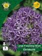 Picture of AC0PP ALLIUM CHRISTOPHII 6 BULBS