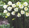 Picture of ARCT050 Daffodil Species 'Artic Bells' 50 Bul