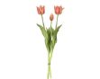 Picture of H48cm Tulip Peach