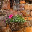 Picture of 14" Country Rattan Hanging Basket