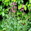 Picture of Gro-Stems 75Cm 3Pk