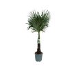 Picture of Trachycarpus Fortunei 20Ltr Spice Retail